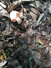 Nyctidromus albicollis