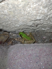 Pelophylax ridibundus