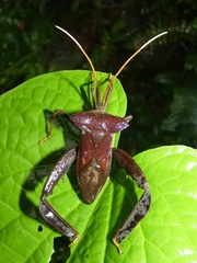 Acanthocephala alata