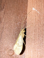 Halesus