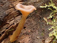 Pseudoarmillariella ectypoides