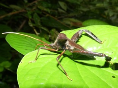 Acanthocephala alata