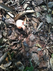 Nyctidromus albicollis