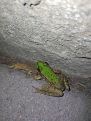 Pelophylax ridibundus