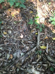 Nyctidromus albicollis