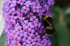 Bombus
