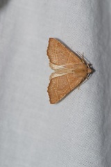 Atethmia centrago