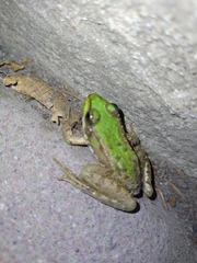 Pelophylax ridibundus