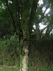 Cenostigma pluviosum