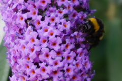 Bombus