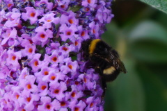 Bombus