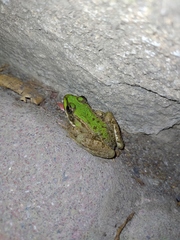 Pelophylax ridibundus