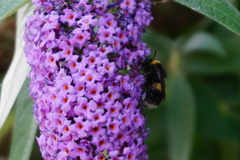 Bombus