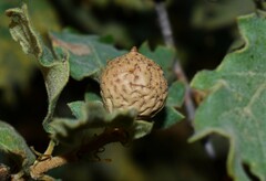 Andricus infectorius