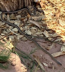 Masticophis taeniatus taeniatus