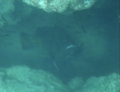 Epinephelidae