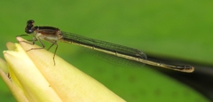 Ischnura