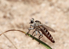 Stichopogon abdominalis