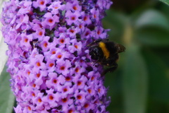 Bombus