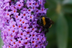 Bombus