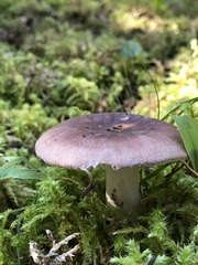 Russula cyanoxantha