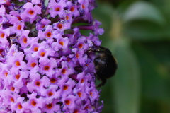 Bombus