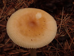 Amanita sinicoflava