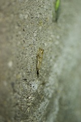 Catoptria falsella