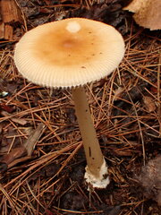 Amanita sinicoflava