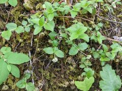 Whipplea modesta
