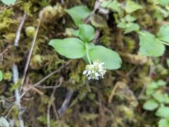 Whipplea modesta