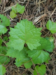 Vitis rotundifolia