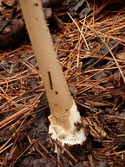 Amanita sinicoflava