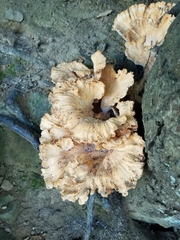 Laetiporaceae