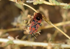Spilostethus pandurus