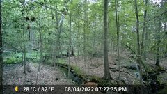 Odocoileus virginianus