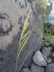 Beckmannia syzigachne