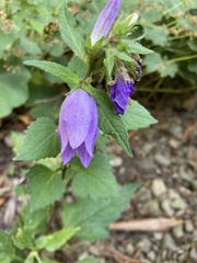 Campanula glomerata