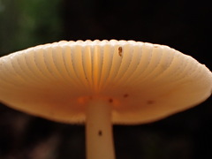 Amanita sinicoflava