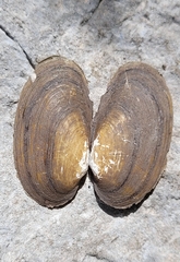 Unionoidea