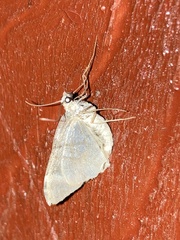 Larentiinae