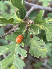 Xanthoteras eburneum