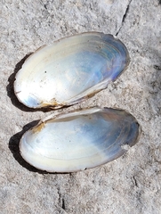 Unionoidea