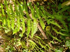 Athyrium asplenioides