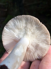 Russula cyanoxantha