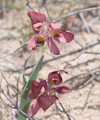 Moraea