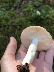 Russula cyanoxantha
