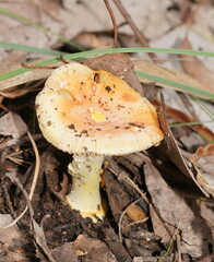 Amanita xanthocephala
