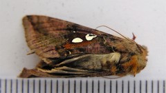 Autographa bimaculata