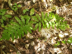 Woodwardia areolata